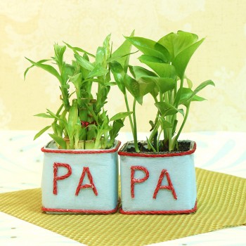 Plant For Papa